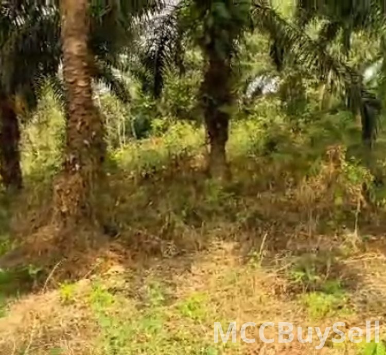 Plots Available in Buea Attractive Accessible Locations