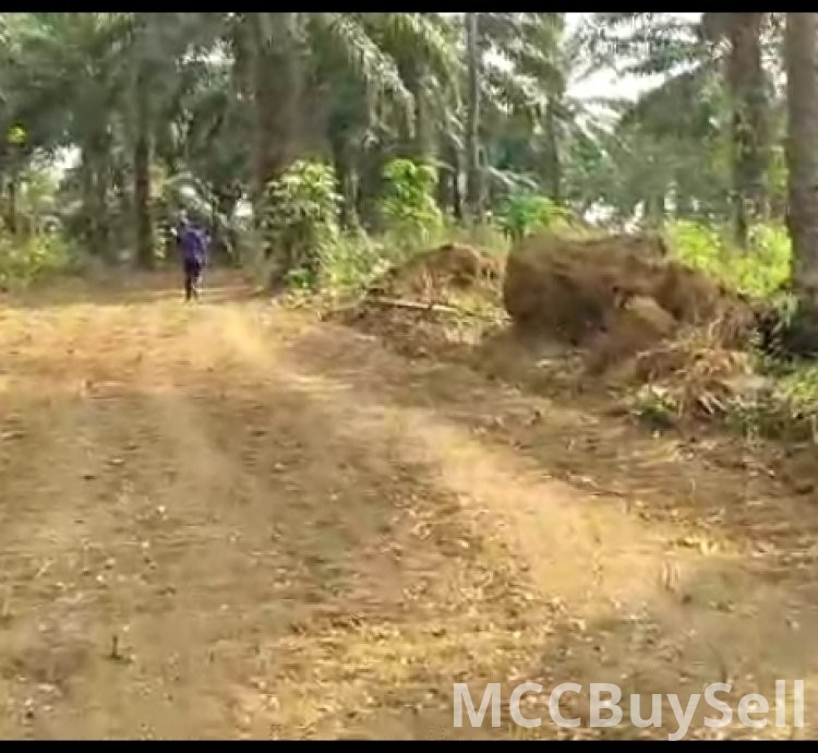 Plots Available in Buea Attractive Accessible Locations