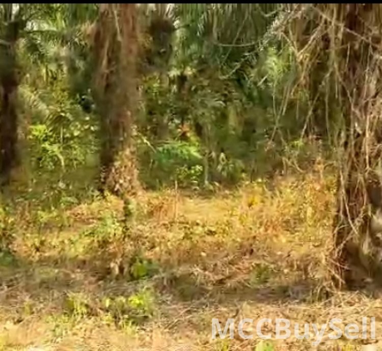 Plots Available in Buea Attractive Accessible Locations