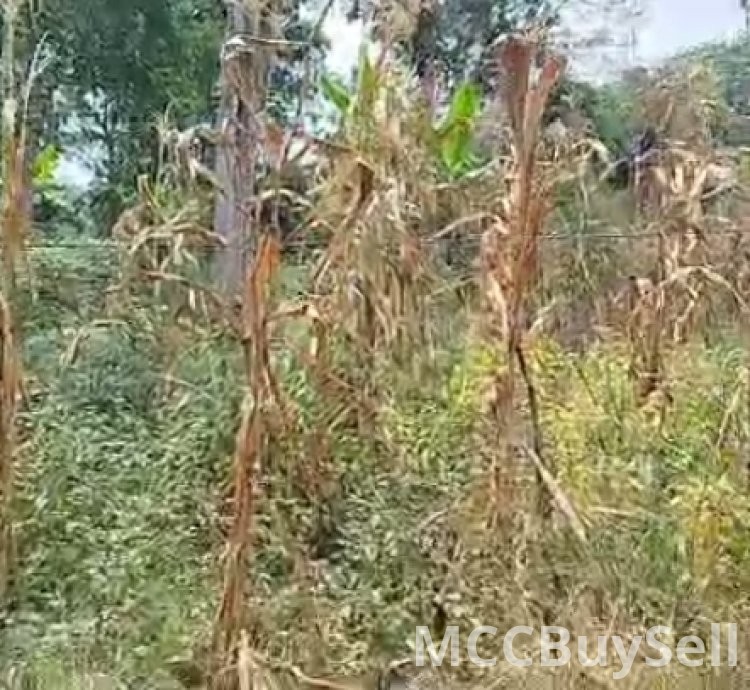 Plots Available in Buea Attractive Accessible Locations