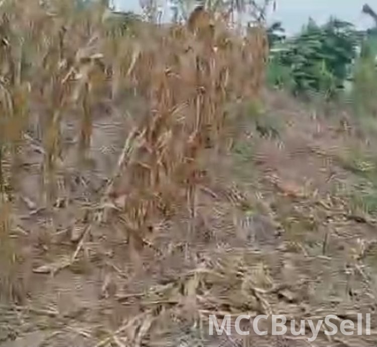 Plots Available in Buea Attractive Accessible Locations