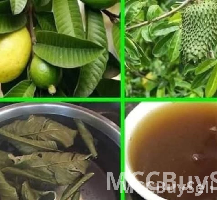 HEALTH BENEFITS OF GUAVA AND SOURSOP LEAVES TEA COMBINATION