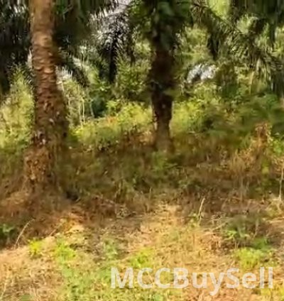 Plots Available in Buea Attractive Accessible Locations