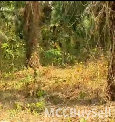 Plots Available in Buea Attractive Accessible Locations 3