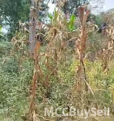 Plots Available in Buea Attractive Accessible Locations 3