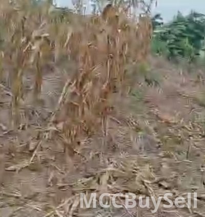 Plots Available in Buea Attractive Accessible Locations