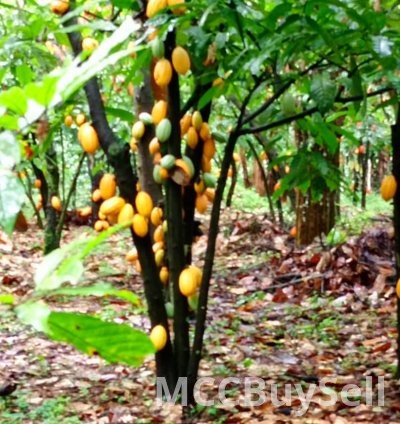 Cocoa Beans Whole Sun-dried & Fermented 3