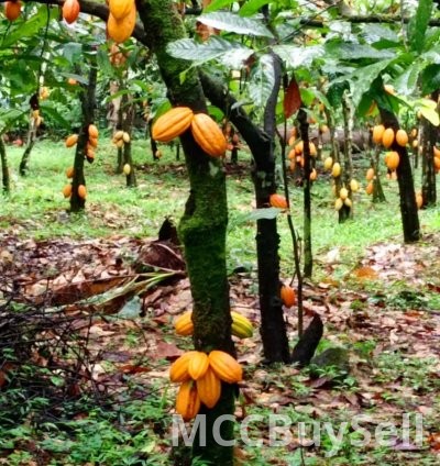 Cocoa Beans Whole Sun-dried & Fermented 4