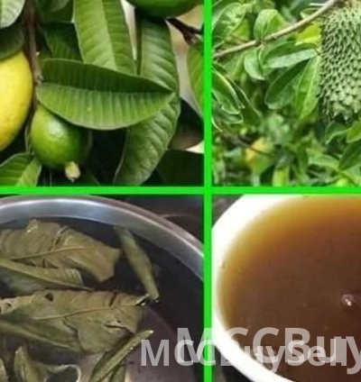 HEALTH BENEFITS OF GUAVA AND SOURSOP LEAVES TEA COMBINATION