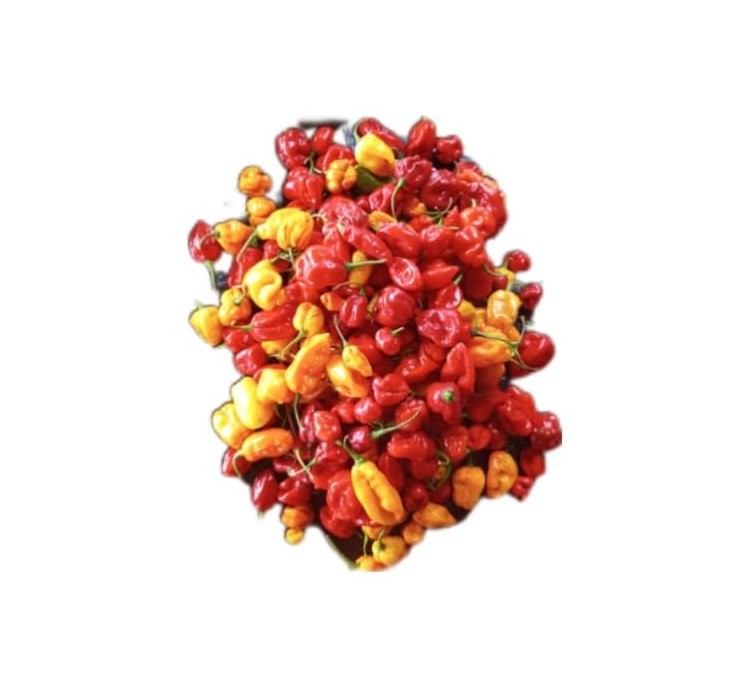 Hot Cameroon Pepper/ 50kg   100.4