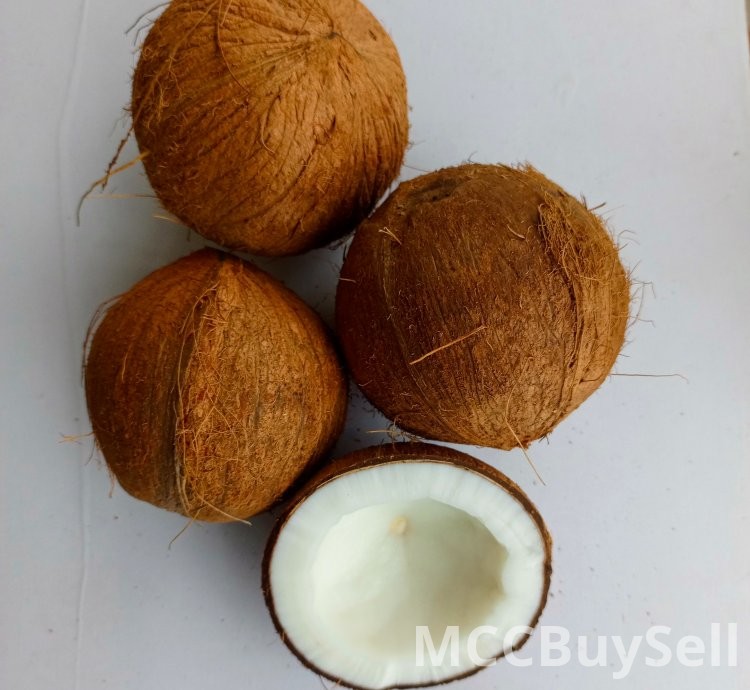 Coconut fruit