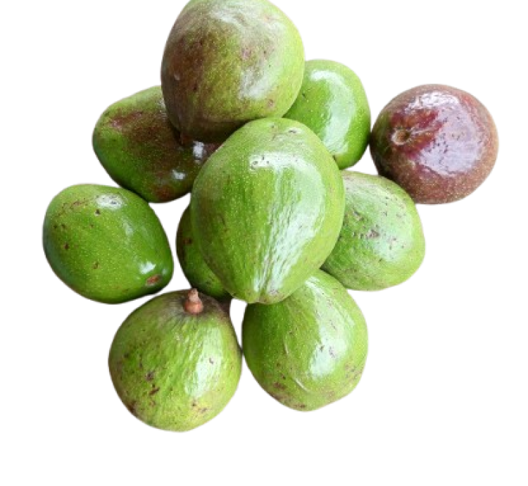 Avocado,  freshly harvested