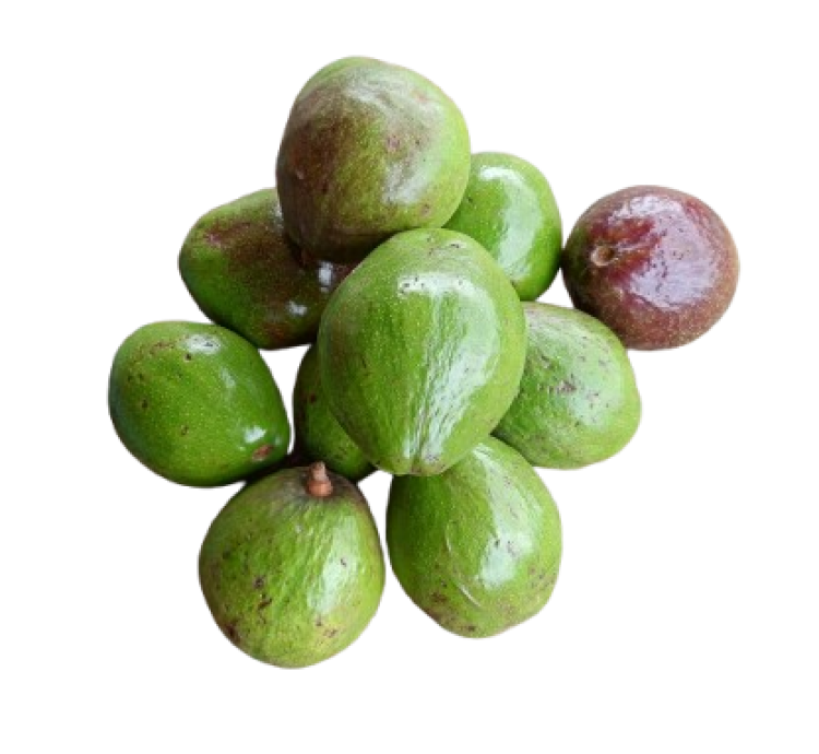 Avocado,  freshly harvested