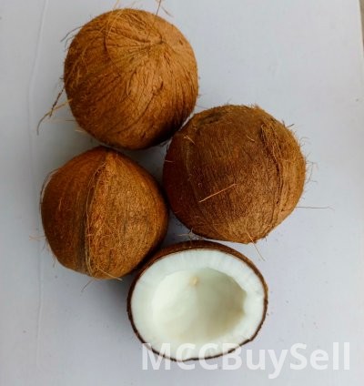 Coconut fruit 3