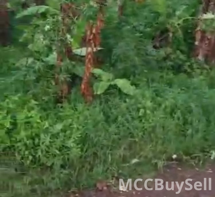 For Sale - Titled Land - Plots Opposite CKC Tiko - Residential, Commercial