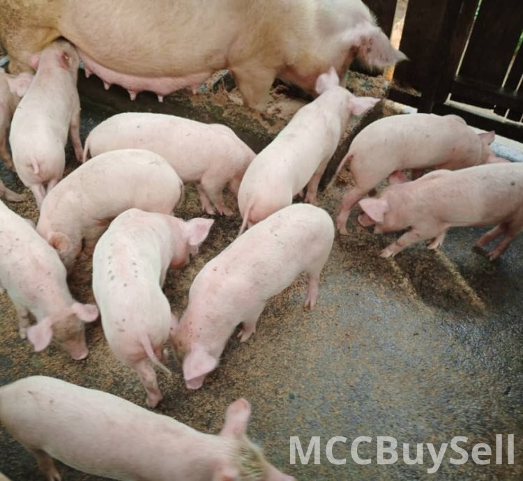 For Sale, Premium Quality Piglets for Breeding and Consumption Purposes
