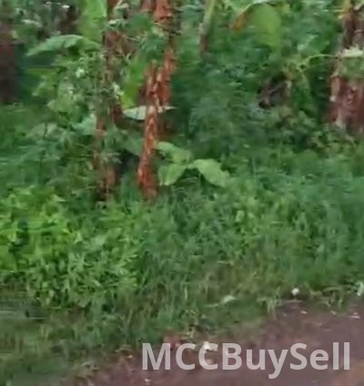 For Sale - Titled Land - Plots Opposite CKC Tiko - Residential, Commercial 3