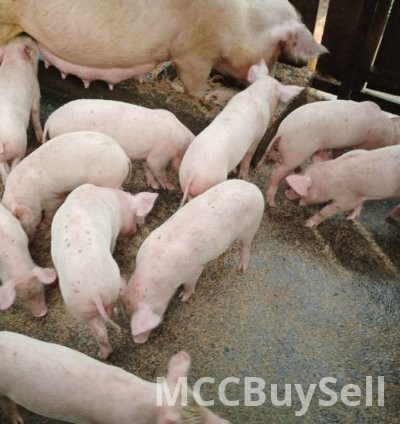 For Sale, Premium Quality Piglets for Breeding and Consumption Purposes