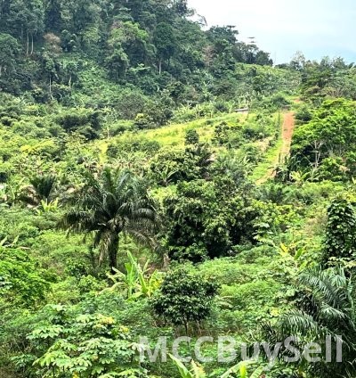 Hot Sale - Land with Title & Sea View @ Man O War Bay, Limbe