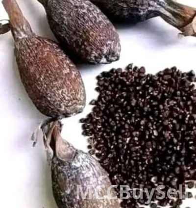 Tropical African pepper (Aligator pepper)